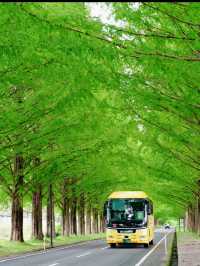新緑でリフレッシュ🌲圧巻のメタセコイア並木🌲