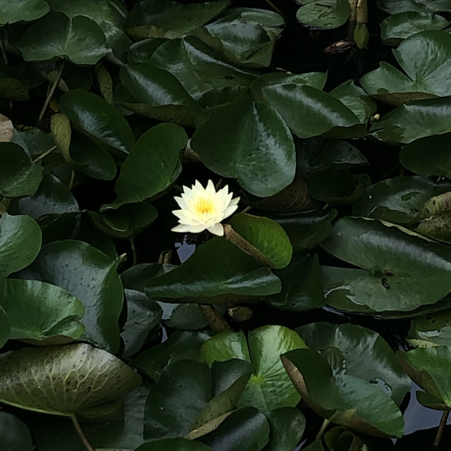 제주도 수국 꽃명소 ‘휴애리자연생활공원’🪻