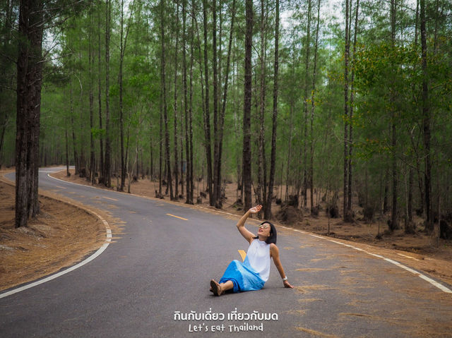 ป่าสนเหมืองแร่ เงียบสงบ ถ่ายรูปสวย