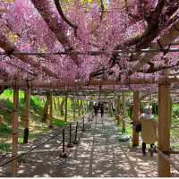 【福岡観光】藤の花のアーチが圧巻