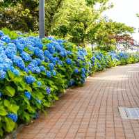 Symbol Promenade公園賞花