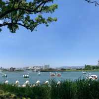 🌿 대구 수성못: 도시 속의 청정 오아시스 🌸