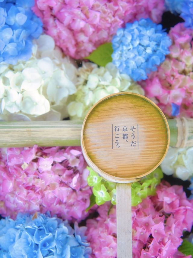 【京都】京都1番人気の紫陽花スポットはココ‼️映えすぎてぴえん🥺
