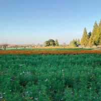荷蘭公園：綠意盎然