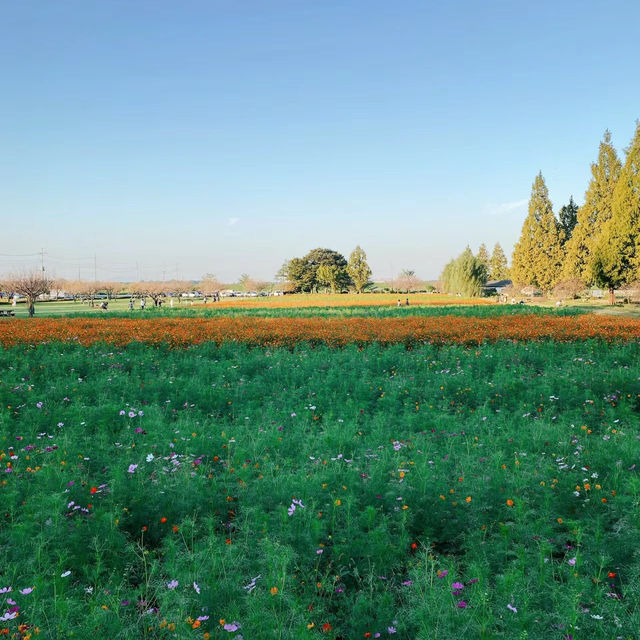 荷蘭公園：綠意盎然