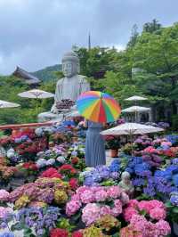 圧巻！大仏様とカラフルな紫陽花のコラボ🤗💠💐✨