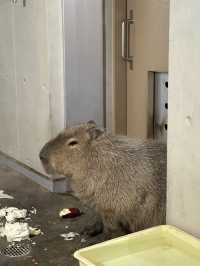【北海道】旭山動物園：札幌最強！本地人推薦🇯🇵鍾情特色動物造型餅乾！