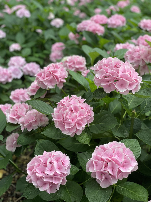リピート決定💠🤗絶景すぎる紫陽花の楽園🤗💠