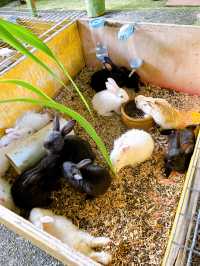 Feeding Cute Animals at BSL Ecofarm