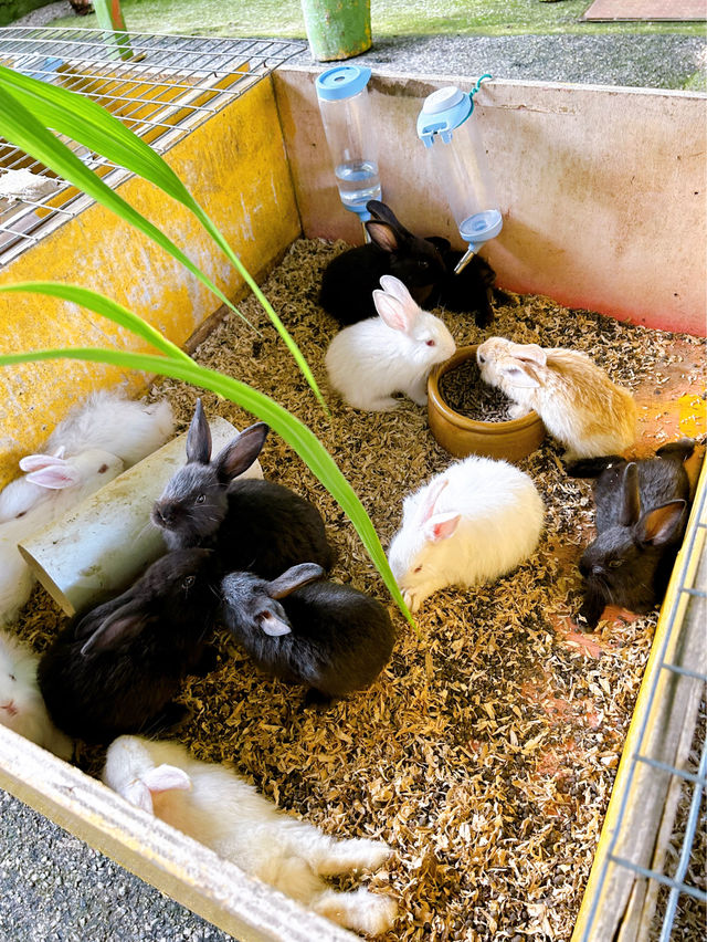 Feeding Cute Animals at BSL Ecofarm