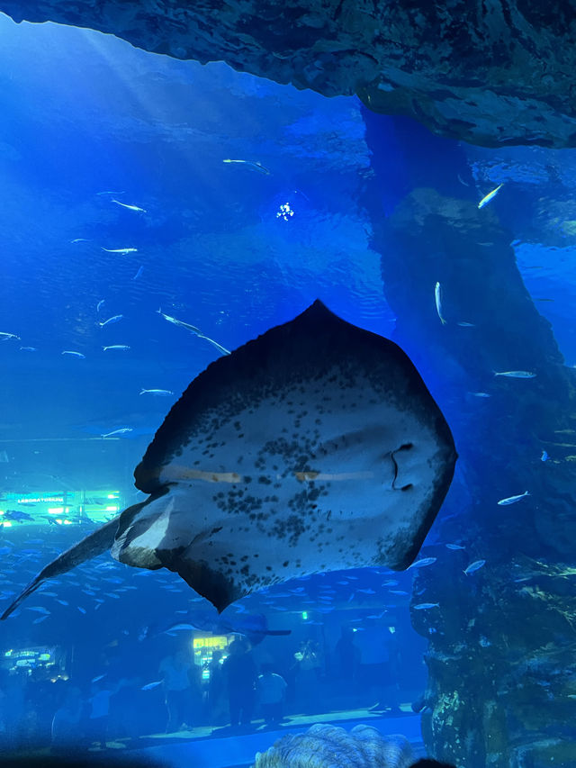 서울 실내데이트 강추! 잠실 롯데월드 아쿠아리움🐟