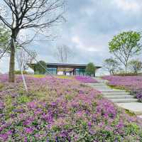 【紫藤園】夢幻紫色花海，身心愉悅