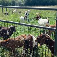 Ferny Hill Farm：田園夢境，鄉村視覺與心靈的淨土