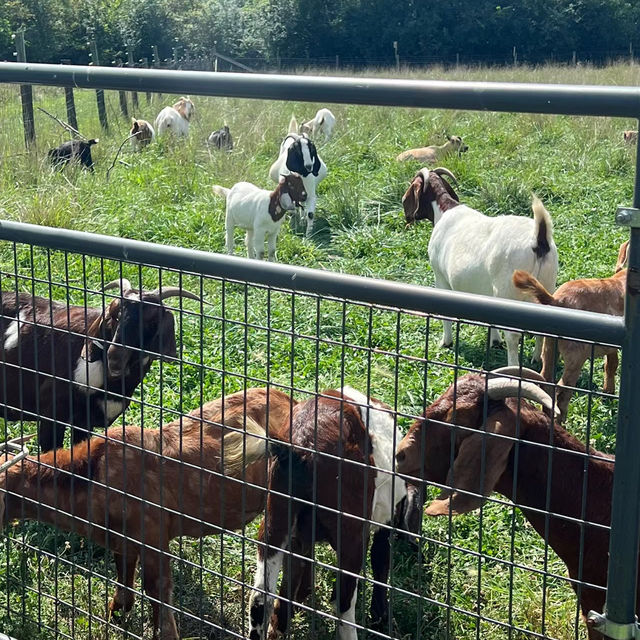 Ferny Hill Farm：田園夢境，鄉村視覺與心靈的淨土
