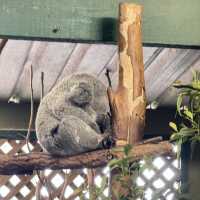 悉尼親親無尾熊🐨親親袋鼠🦘（費瑟戴爾野生動物園）