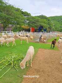 ฟาร์มแกะสุดฮิตที่สวนผึ้ง ไม่แวะคือมาไม่ถึง 🐑🐏
