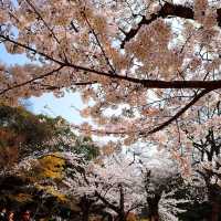 【東京】傳統日式庭園，建議春秋兩季訪問，因為這時候的景色最為壯麗。