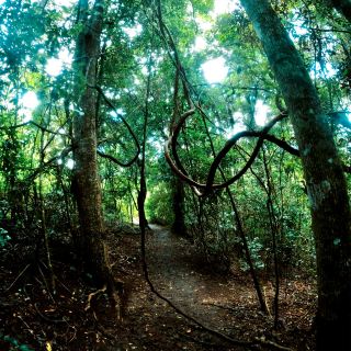 Walking through the Daintree Rainforest