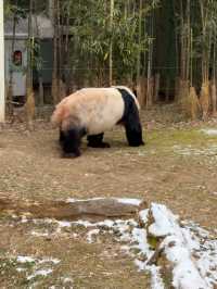 귀여운 판다들이 가득한 에버랜드 판다월드 🐼🐼