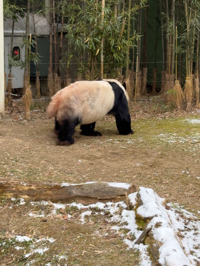 귀여운 판다들이 가득한 에버랜드 판다월드 🐼🐼