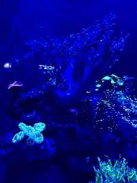 The largest aquarium in Cape Town 🇿🇦