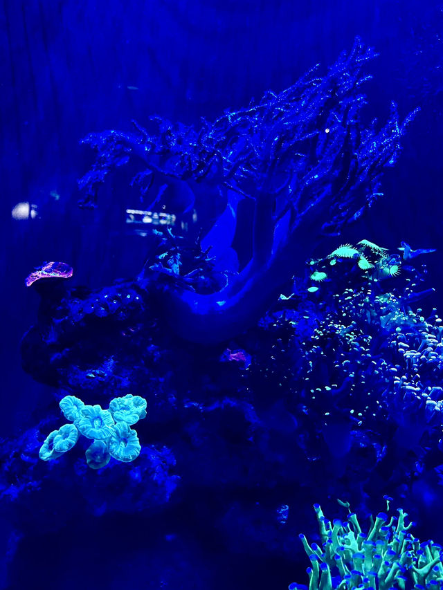 The largest aquarium in Cape Town 🇿🇦