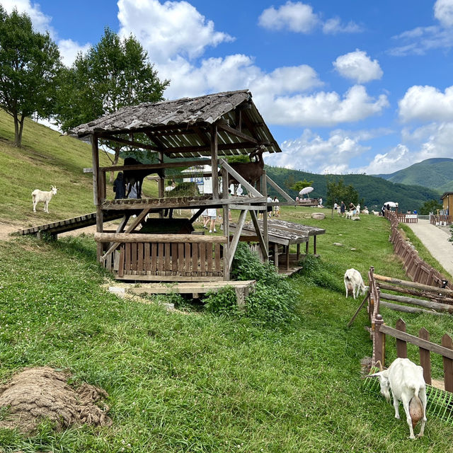 산양 먹이주기 체험이 가능한 태백 몽토랑산양목장!
