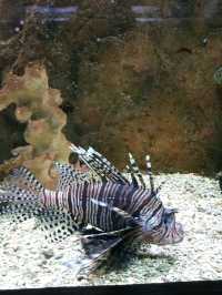 BLUE CORAL AQUARIUM KL TOWER