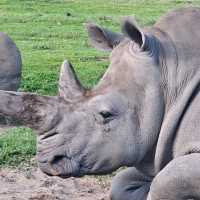 墨爾本威瑞比野生動物園Werribee Open Range Zoo