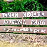 Jungle Trekking for the Adventurous Backpacker