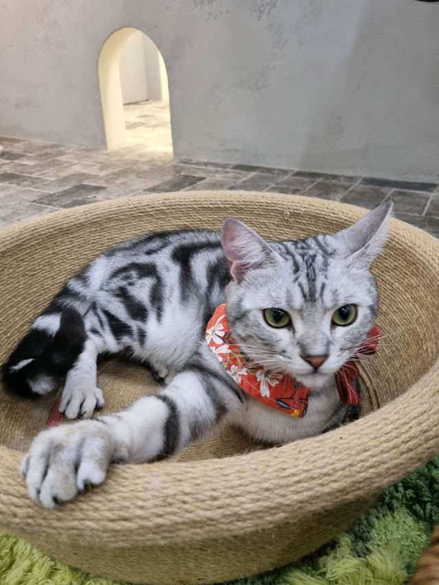 🐱🐈명동 사랑과 빛이 가득한 고양이 카페, 루프캣미