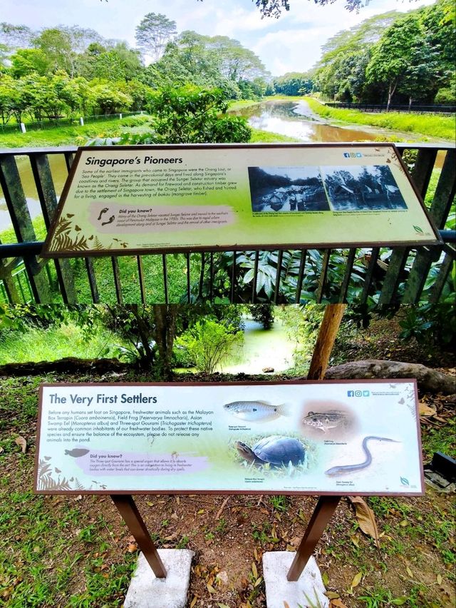 Relaxing Walk at Springleaf Nature Park