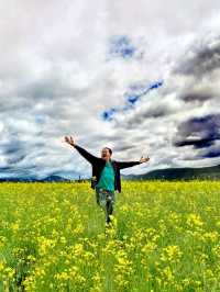 Living in My Dream of Canola Flower Field in Shangri-La