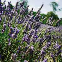 Mayfield lavender Farm - beautiful on either cloudy day or sunny day
