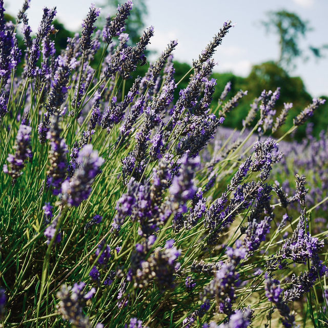 Mayfield lavender Farm - beautiful on either cloudy day or sunny day