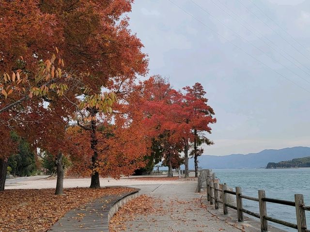 大久野島 來尋找超可愛兔兔