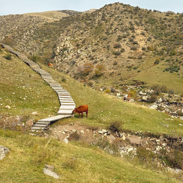哈達門高原牧場：秋色宜人的自然天堂 🍂🐑