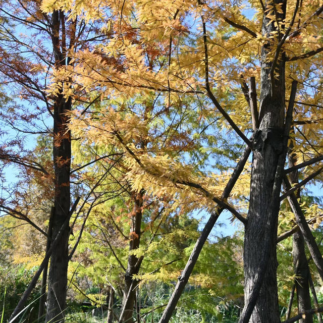 天井湖：初秋湖景的絕美畫卷 🌅🍂