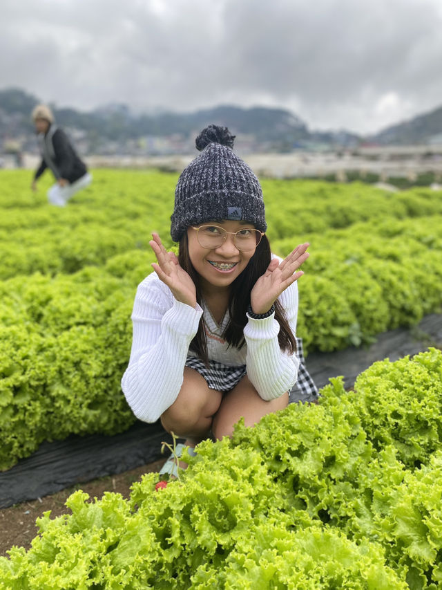 Strawberry Farm, Benguet ✨