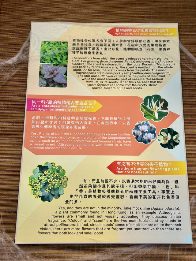 【金鐘】香港公園：期間限定香花展覽