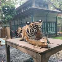 Tiger kingdom กับเหล่าแมวหางใหญ่ 🐯