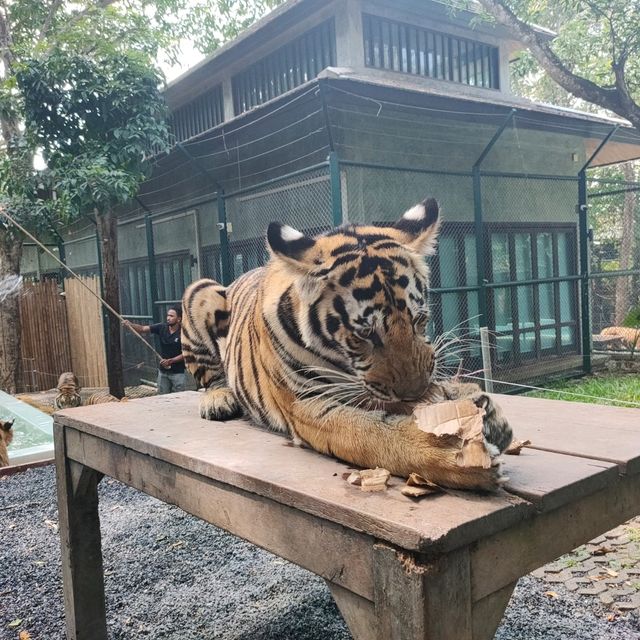 Tiger kingdom กับเหล่าแมวหางใหญ่ 🐯