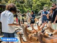 東大寺與梅花鹿，奈良2天1夜行程分享