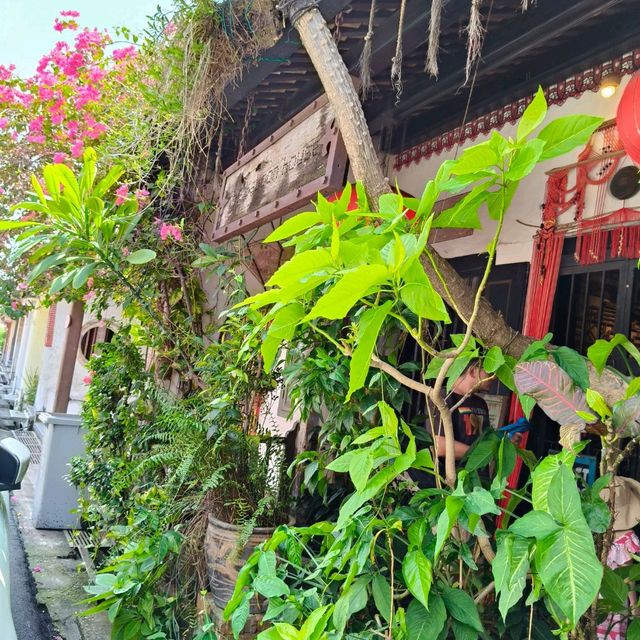 Green Environment Nice place enjoying coffee @The Baboon House 