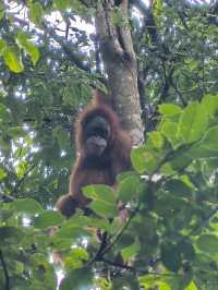 Things to do in Bukit Lawang 