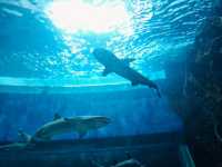 Manila Ocean Park