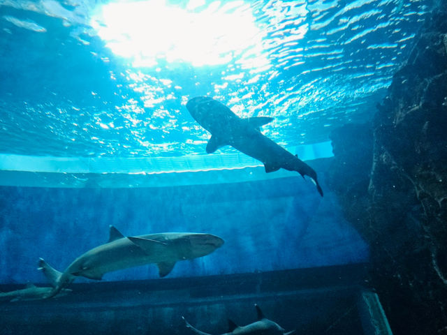 Manila Ocean Park