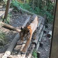 東京景點｜日本最古老的親子動物園—恩賜上野動物園