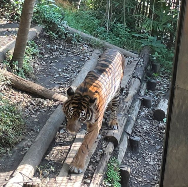 東京景點｜日本最古老的親子動物園—恩賜上野動物園