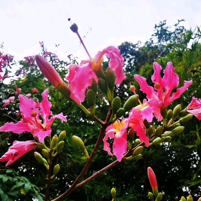 觀瀾河濕地公園
